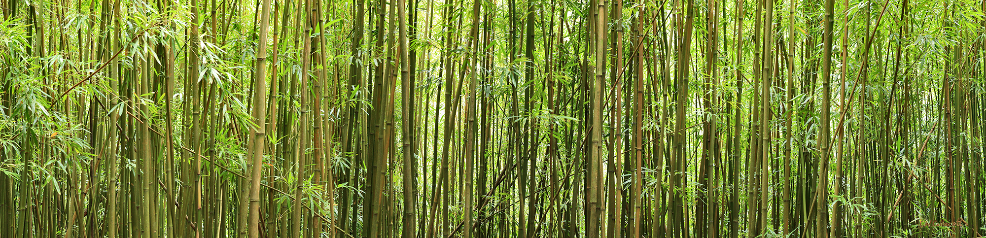High-Resolution-Image-of-a-Bamboo-Forest-Hawaii-USA