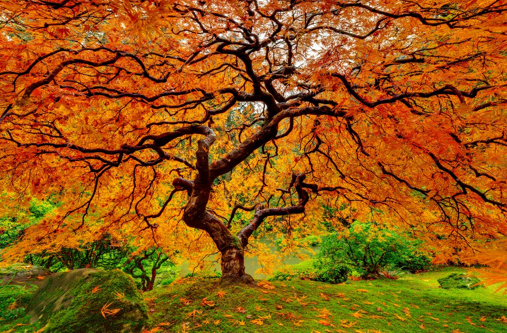 Ultra-High-Resolution-Panoramic-Image-Japanese-Maple-Tree-Fall-Colors-Oregon